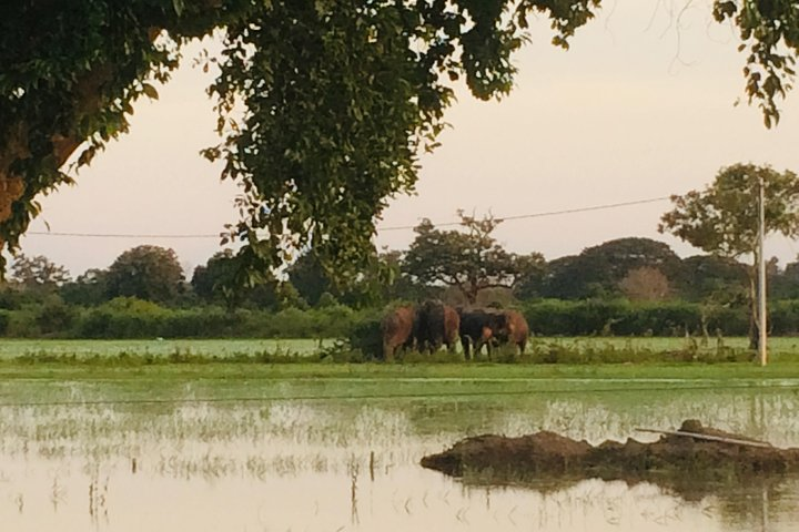 Elephants Near The Somawatiya 